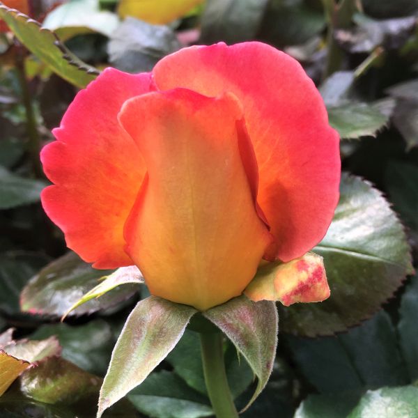 Rosie出品 imgrc0099217409.jpg