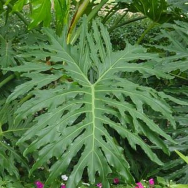 Split Leaf Philodendron