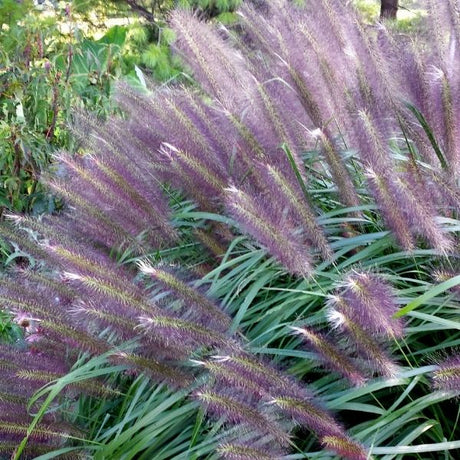 Redhead Fountain Grass