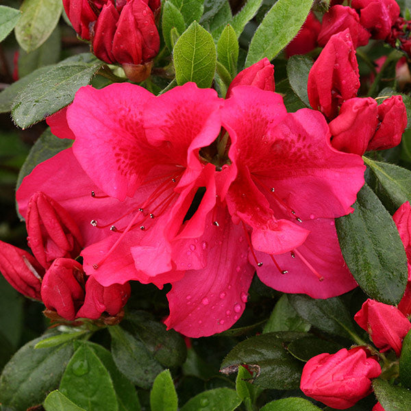 Bloom-A-Thon&reg; Red Reblooming Azalea