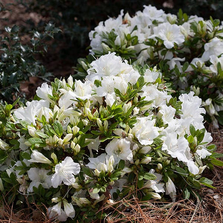 Bloom-A-Thon&reg; White Reblooming Azalea