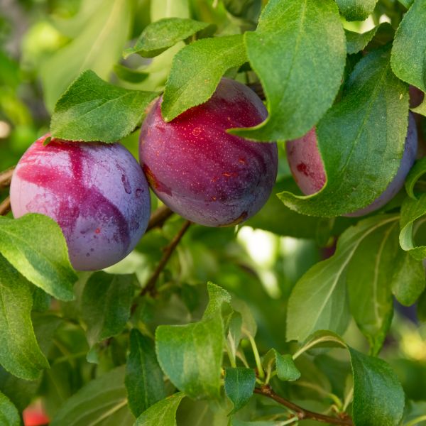 Methley Plum Tree