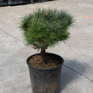 Sea Urchin Dwarf White Pine in a black nursery pot, showing its compact rounded habit with soft blue-green needles.