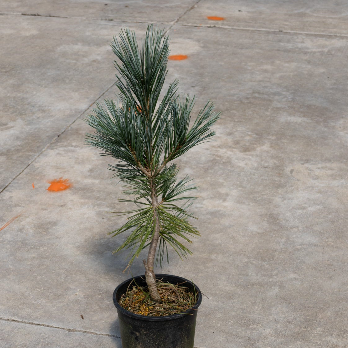 Vanderwolf's Pyramid Limber Pine sapling in a black nursery container on a concrete surface, showing blue-green needle foliage.