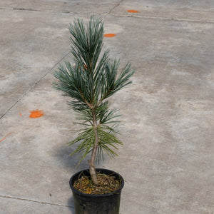 Vanderwolf's Pyramid Limber Pine sapling in a black nursery container on a concrete surface, showing blue-green needle foliage.