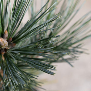 Close-up of Vanderwolf's Pyramid Limber Pine showing dense blue-green needle clusters and brown buds.
