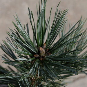 Vanderwolf's Pyramid Limber Pine showing dense blue-green needles and brown buds at the growing tip.