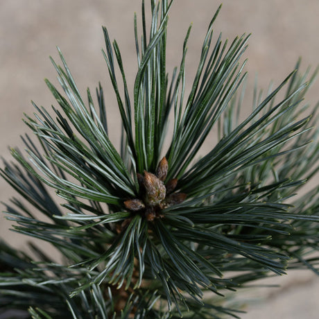 Vanderwolf's Pyramid Limber Pine showing dense blue-green needles and brown buds at the growing tip.