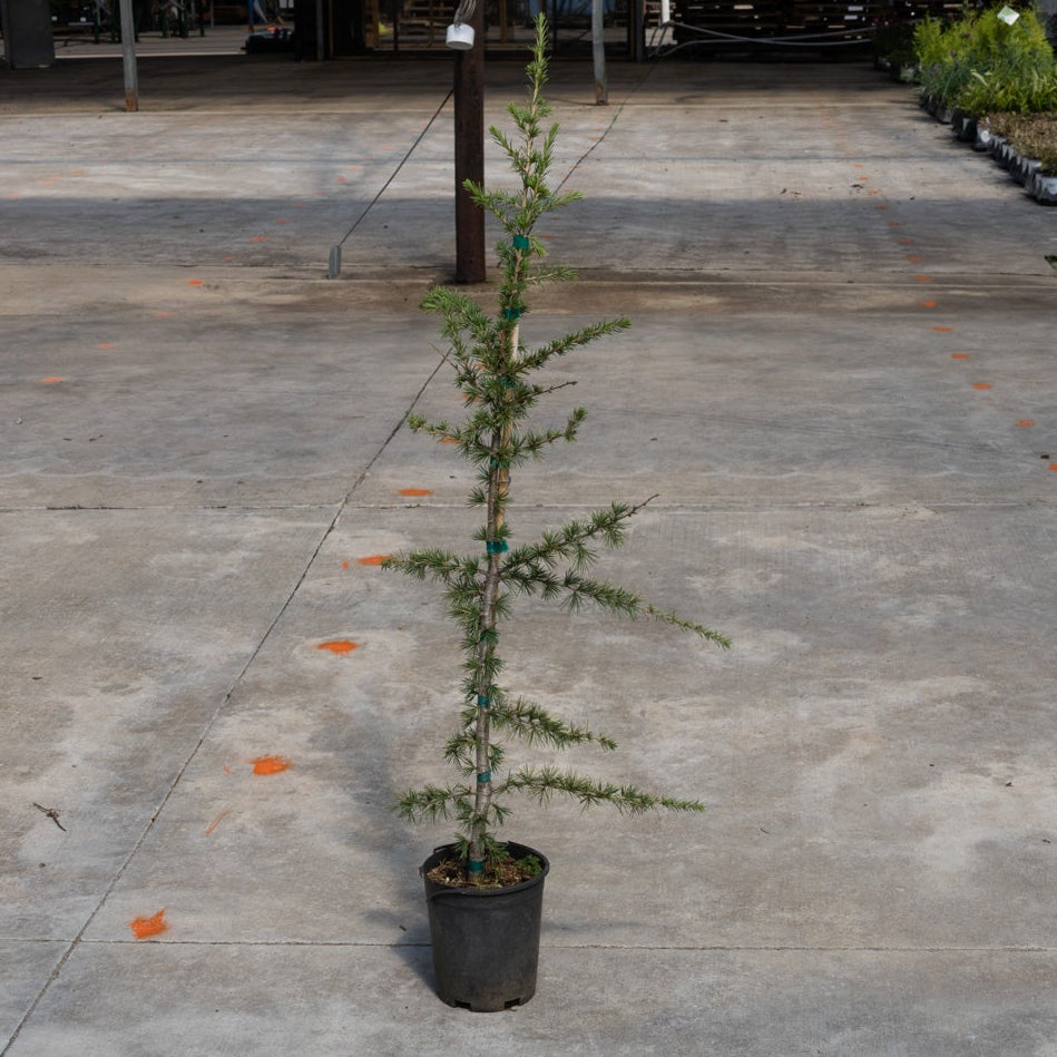 Young Sahara Ice Atlas Cedar in a #1 container, showing its sparse conical habit and fine blue-green needles.