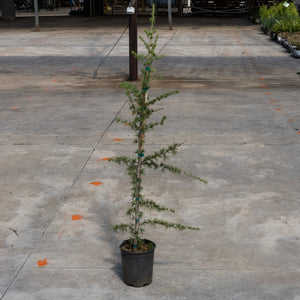 Young Sahara Ice Atlas Cedar in a #1 container, showing its sparse conical habit and fine blue-green needles.