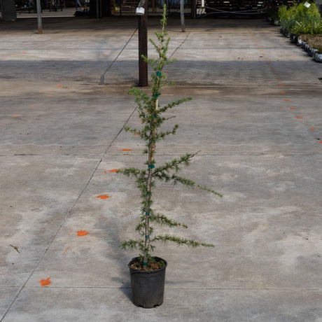 Young Sahara Ice Atlas Cedar in a #1 container, showing its sparse conical habit and fine blue-green needles.