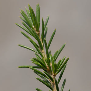 Close-up of Sahara Ice Atlas Cedar foliage showing dense, short blue-green needles arranged along a young stem.