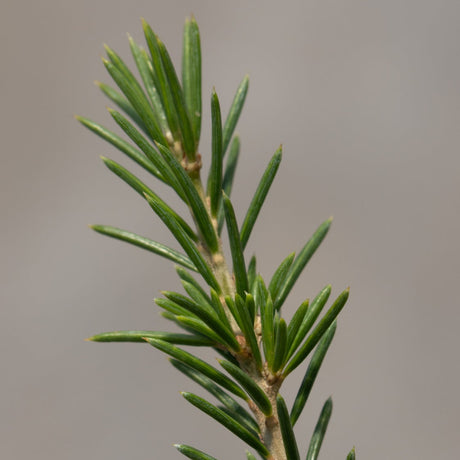 Close-up of Sahara Ice Atlas Cedar foliage showing dense, short blue-green needles arranged along a young stem.
