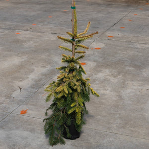 Gold Drift Weeping Norway Spruce in a black nursery container, showing golden-tipped green drooping foliage staked upright.