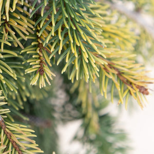Close-up of Gold Drift Weeping Norway Spruce foliage showing bright yellow-green new growth against darker mature needles.