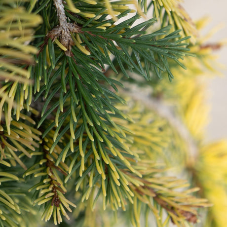 Close-up of Gold Drift Weeping Norway Spruce foliage showing dark green needles with yellow-tipped new growth.
