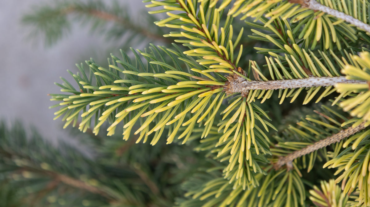 Close-up of Gold Drift Weeping Norway Spruce foliage showing bright yellow-green new needles against darker mature growth.