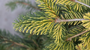 Close-up of Gold Drift Weeping Norway Spruce foliage showing bright yellow-green new needles against darker mature growth.