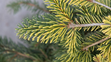 Close-up of Gold Drift Weeping Norway Spruce foliage showing bright yellow-green new needles against darker mature growth.