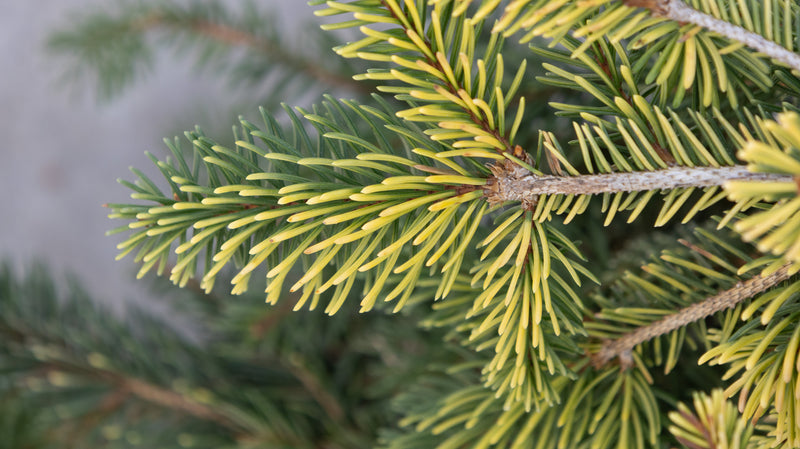 Close-up of Gold Drift Weeping Norway Spruce foliage showing bright yellow-green new needles against darker mature growth.
