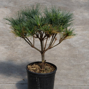 Blue Shag Dwarf White Pine in a black nursery container showing its compact umbrella-shaped habit and blue-green needles.