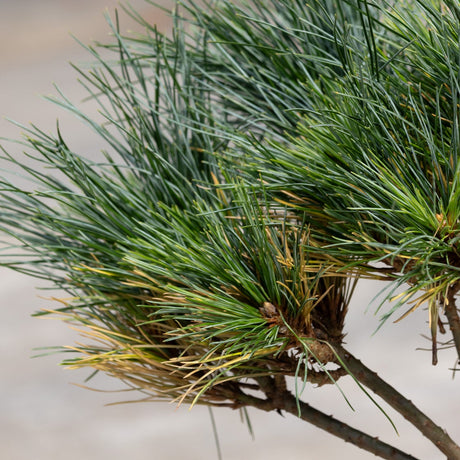 Close-up of Blue Shag Dwarf White Pine showing dense blue-green needle clusters on woody branches.