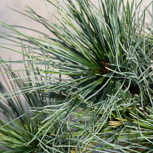Close-up of Blue Shag Dwarf White Pine showing dense blue-green needle clusters radiating from branch tips.