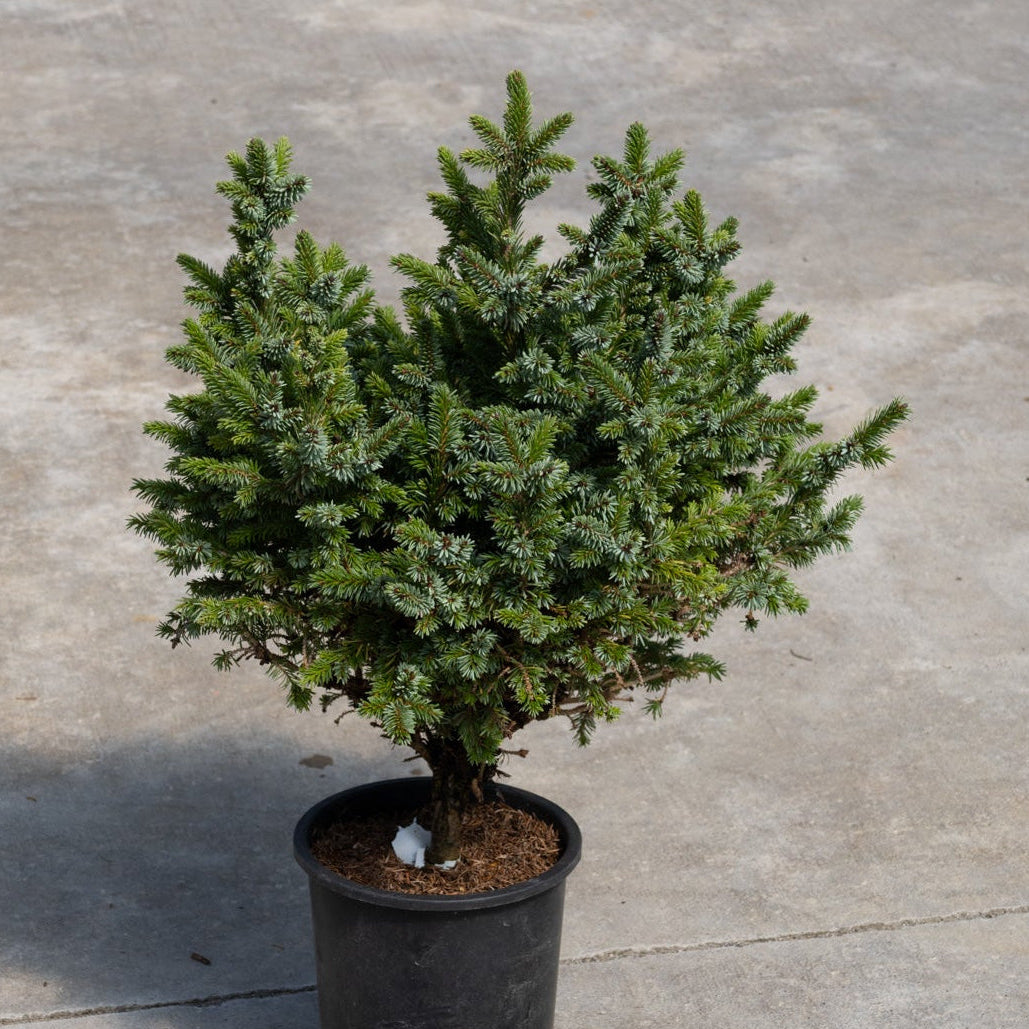 Pimoko Dwarf Serbian Spruce growing in a black nursery container, showing its dense blue-green foliage and compact mounding habit.