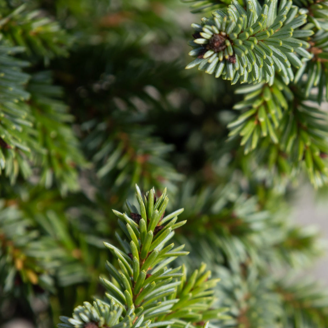 Close-up of Pimoko Dwarf Serbian Spruce showing dense, short blue-green needles on layered branches.