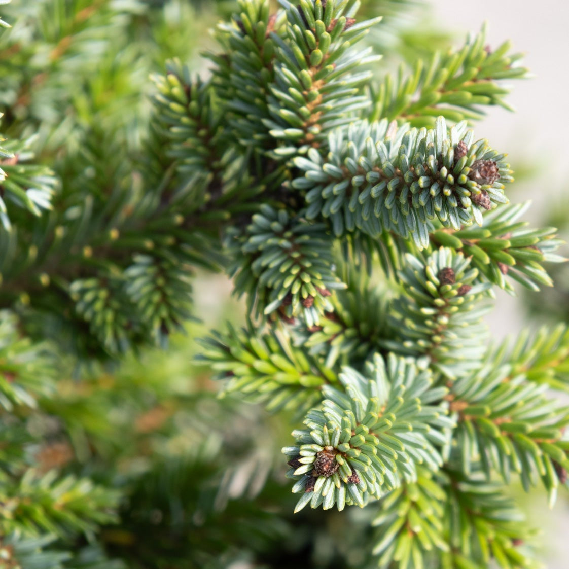 Close-up of Pimoko Dwarf Serbian Spruce showing dense blue-green needle clusters and small brown buds.