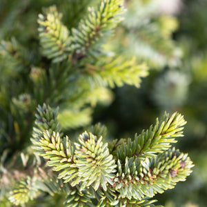 Close-up of Pimoko Dwarf Serbian Spruce showing dense, short blue-green needles with bright yellow-green new growth tips.