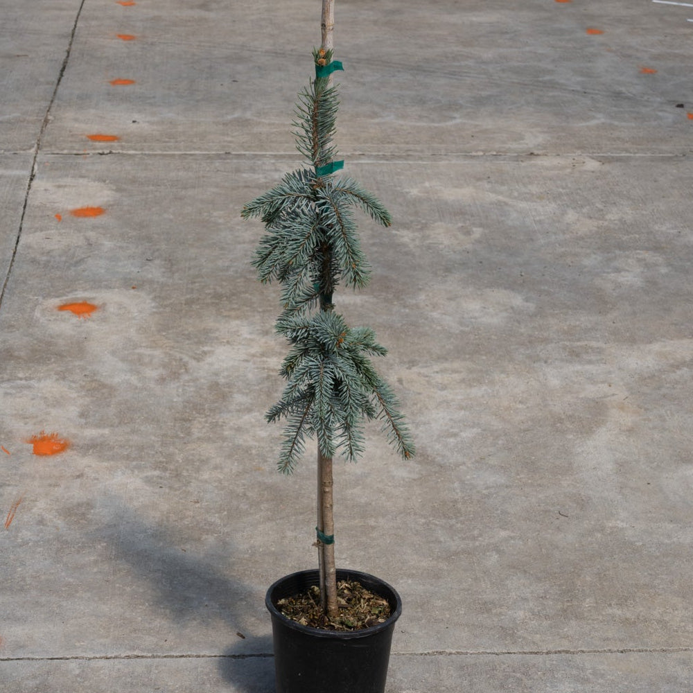 The Blues Weeping Colorado Spruce in a black nursery container, showing its drooping blue-green needled branches tied to a central stake.