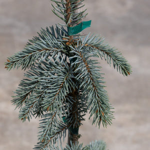 Close-up of The Blues Weeping Colorado Spruce showing silvery-blue needles and drooping branches secured to a central stake.