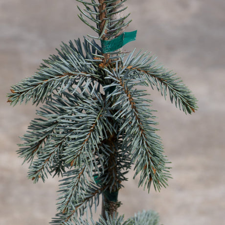 Close-up of The Blues Weeping Colorado Spruce showing silvery-blue needles and drooping branches secured to a central stake.