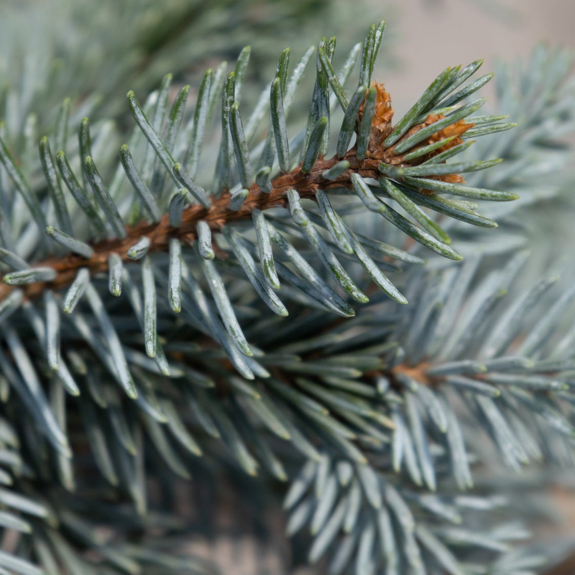Close-up of Blue Colorado Spruce 'The Blues' showing silvery-blue needles along a reddish-brown branch.