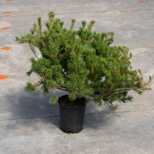 Ko-Ku-Ho Japanese White Pine in a #1 container, showing wide spreading branches with short blue-green needles.