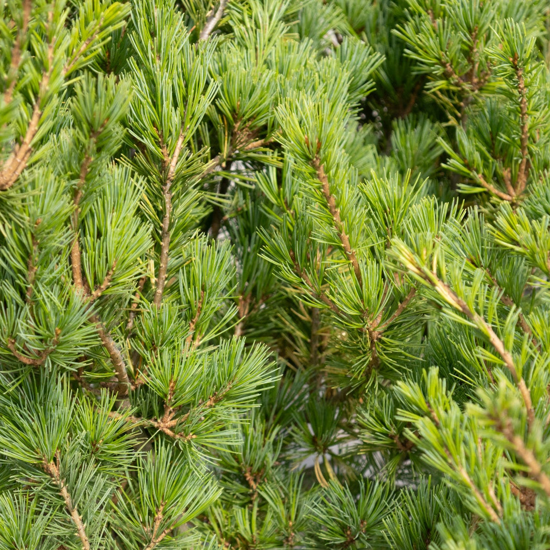 Ko-Ku-Ho Japanese White Pine showing dense blue-green needle clusters on tan-brown branches in close detail.