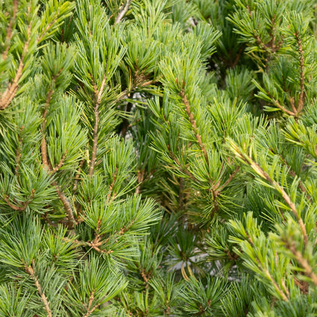 Ko-Ku-Ho Japanese White Pine showing dense blue-green needle clusters on tan-brown branches in close detail.