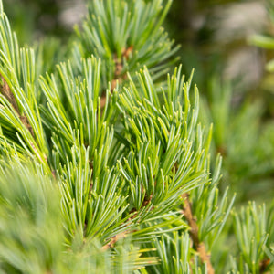 Close-up of Ko-Ku-Ho Japanese White Pine showing dense clusters of short blue-green needles on reddish-brown branches.