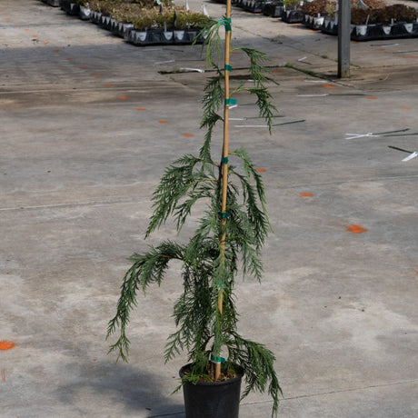 Weeping Blue Alaskan Cedar in a black nursery container, staked with bamboo, showing drooping blue-green foliage.
