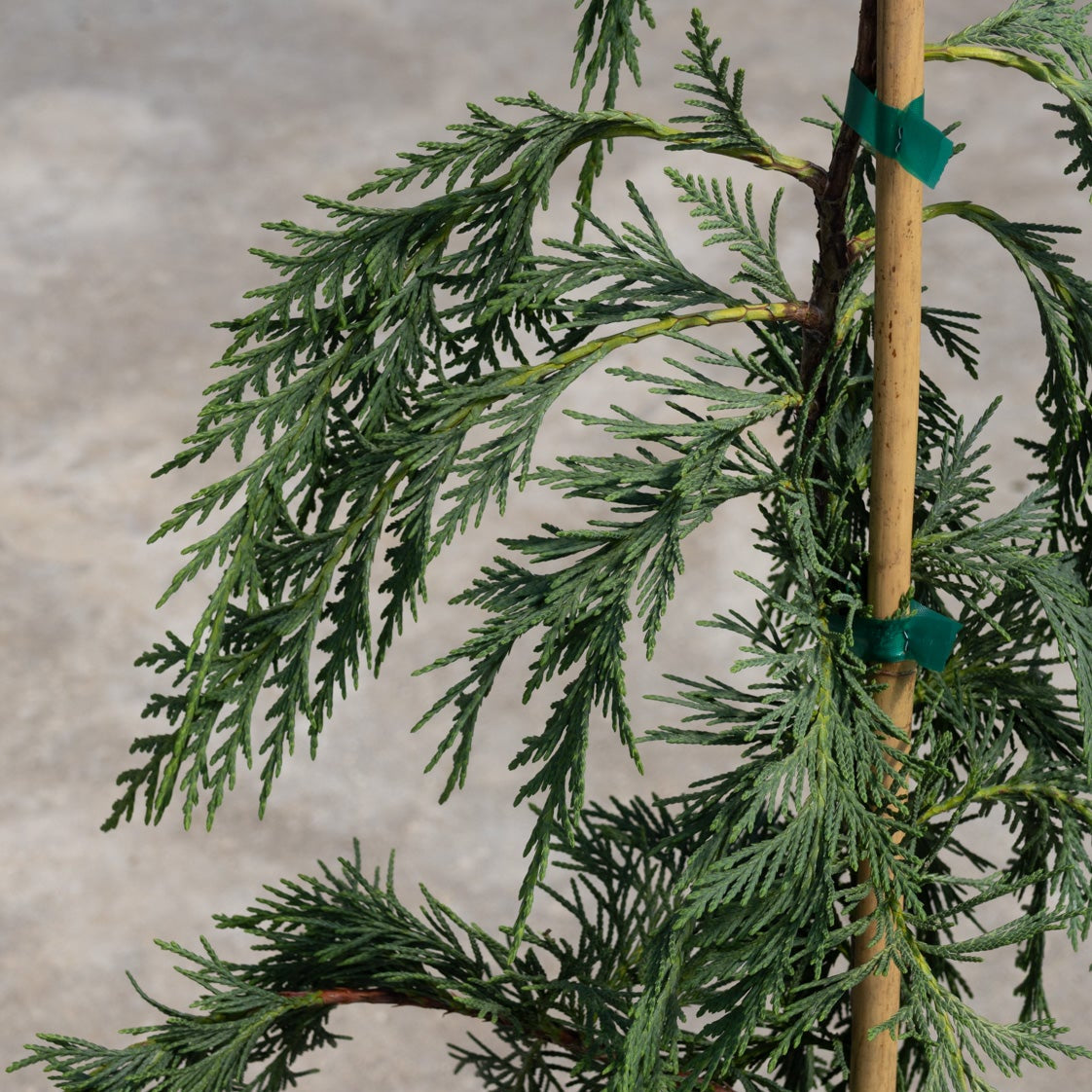 Close-up of Weeping Blue Alaskan Cedar foliage showing feathery blue-green sprays tied to a bamboo support stake.