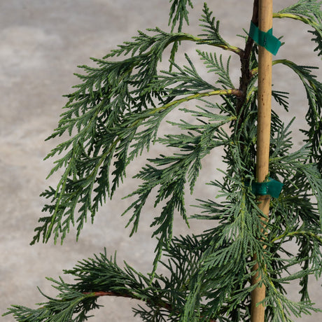 Close-up of Weeping Blue Alaskan Cedar foliage showing feathery blue-green sprays tied to a bamboo support stake.