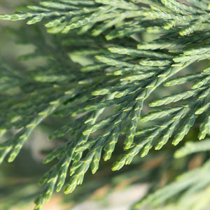 Close-up of Weeping Blue Alaskan Cedar foliage showing flat, scale-like blue-green sprays of Cupressus nootkatensis.