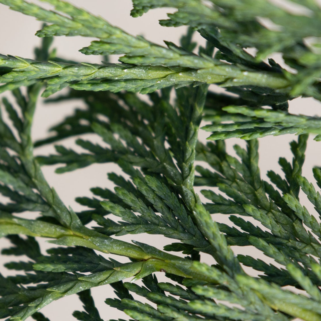 Close-up of Weeping Blue Alaskan Cedar foliage showing overlapping scale-like leaves on flat, fern-like sprays.