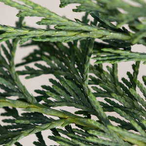 Close-up of Weeping Blue Alaskan Cedar foliage showing overlapping scale-like leaves on flat, fern-like sprays.