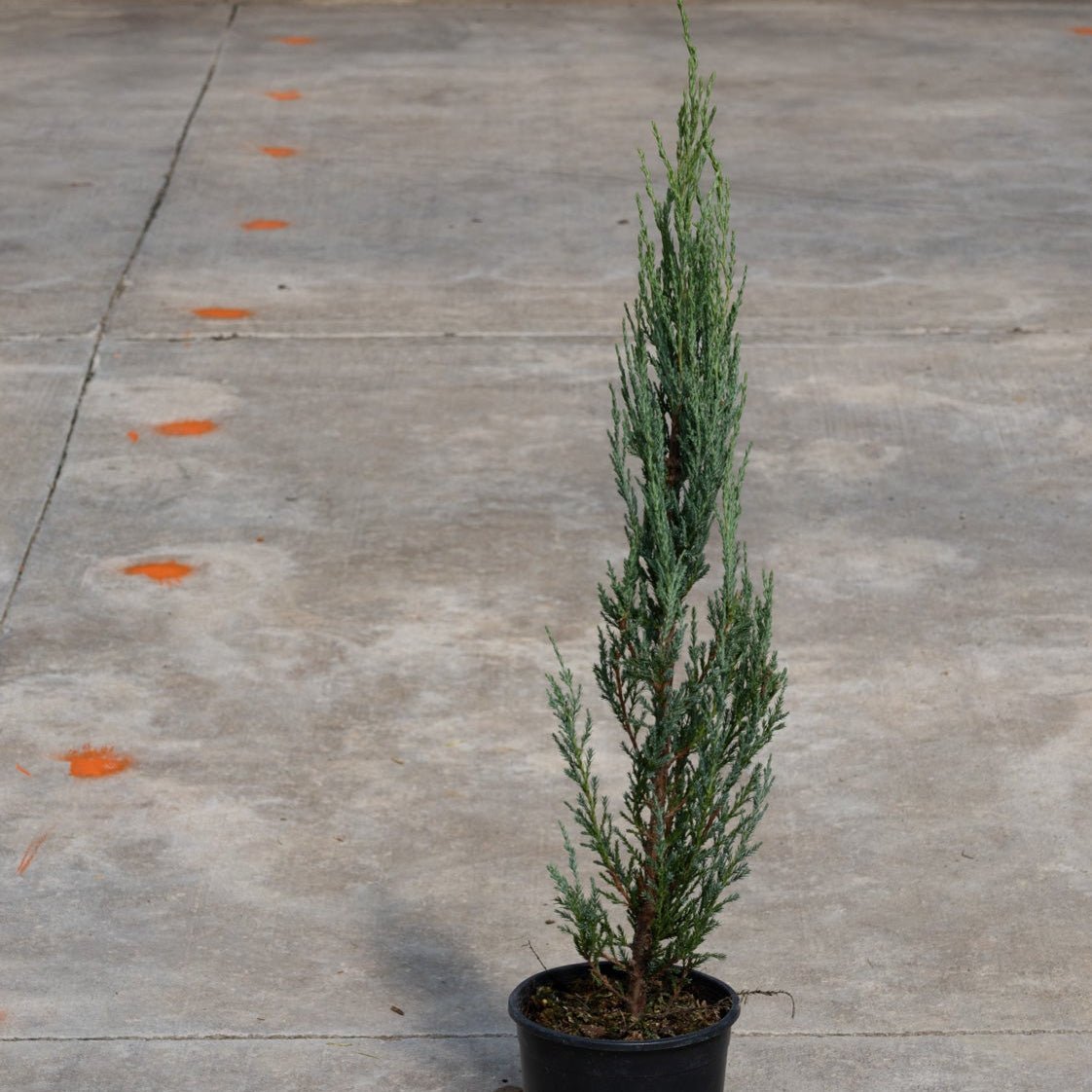 Blue Arrow Juniper in a #1 container showing its narrow columnar habit and blue-green foliage on a concrete surface.