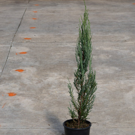 Blue Arrow Juniper in a #1 container showing its narrow columnar habit and blue-green foliage on a concrete surface.