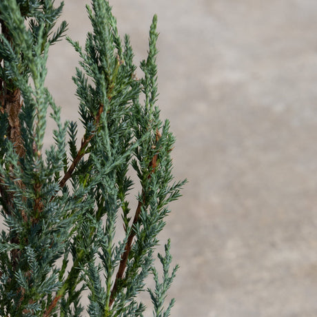 Blue Arrow Juniper dense blue-green needle foliage on upright branches against a neutral background.
