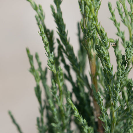 Close-up of Blue Arrow Juniper showing dense, upright blue-green scale-like foliage on slender branches.