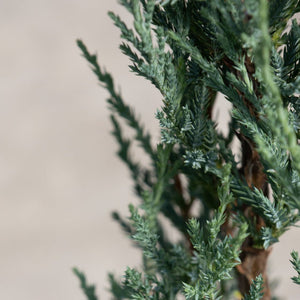 Close-up of Blue Arrow Juniper foliage showing dense, blue-green scale-like leaves along upright branches.